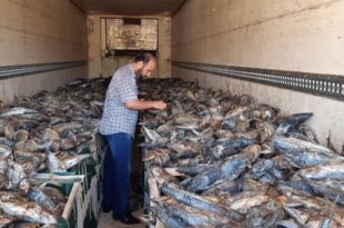 مكتب مركز الرقابة على الأغذية والأدوية بالزاوية : ضبط أسماك فاسدة في طريقها للأسواق