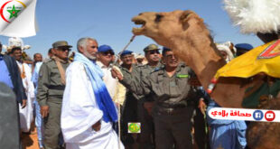 الجيش الموريتاني يتسلم الدفعة الأولى من الجمال المخصصة لتجمع الجمالة