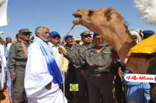الجيش الموريتاني يتسلم الدفعة الأولى من الجمال المخصصة لتجمع الجمالة