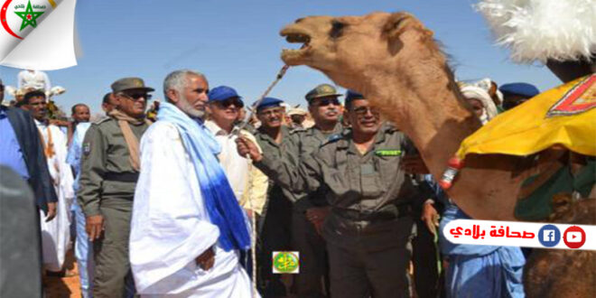 الجيش الموريتاني يتسلم الدفعة الأولى من الجمال المخصصة لتجمع الجمالة