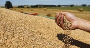إنتاج الحبوب بالمغرب يسجل تراجعا بنسبة 67 %