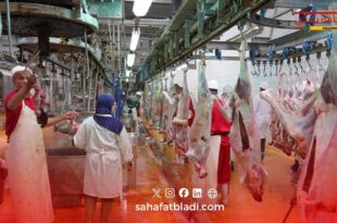 الدار البيضاء: تجديد شهادات الجودة لمجازر العاصمة الاقتصادية وتعزيز معايير السلامة والتتبع