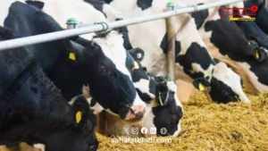 Libya closes livestock markets and prevents movement between cities due to foot-and-mouth disease